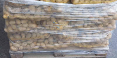 Sprzedam ziemniaki odmiany Soraya w kalibrażu od 45mm towar
