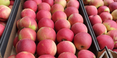 Продаю яблоки сорта «Чемпион». Доступны в любой упаковке по