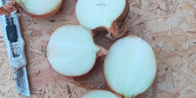 Üdvözlöm, több teherautónyi hagymát árulok ömlesztett kiszerelésben. Fajták: Dormo