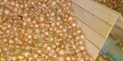 Üdvözlöm, több teherautónyi hagymát árulok ömlesztett kiszerelésben. Fajták: Dormo