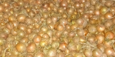 Üdvözlöm, több teherautónyi hagymát árulok ömlesztett kiszerelésben. Fajták: Dormo