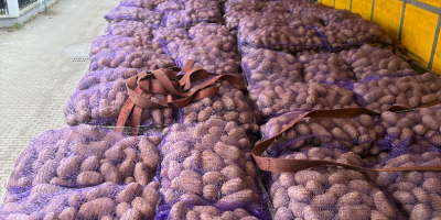 Vendo patate commestibili con test PHYTO. Quantità per camion.