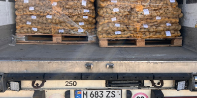 Vendo patate commestibili con test PHYTO. Quantità per camion.