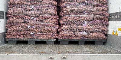 Vendo patate commestibili con test PHYTO. Quantità per camion.