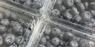 Ich verkaufe amerikanische Blaubeeren, Herkunftsland Peru, Standort Polen. Bitte