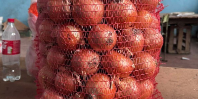 Sprzedaję cebulę RHINO. Dostępna w paczkach 150 ton. Posiadam