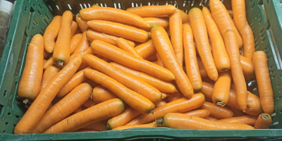 Vând morcovi spălați și periați. Calibru comercial. Preț 0,80gr/kg.