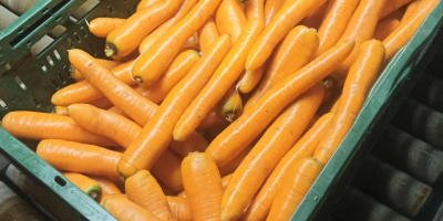 Vând morcovi spălați și periați. Calibru comercial. Preț 0,80gr/kg.