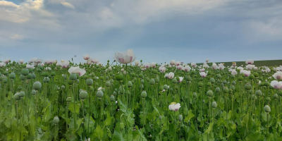 Niederländischer blauer Mohn aus dem friesischen Wattenmeer – Premiumqualität