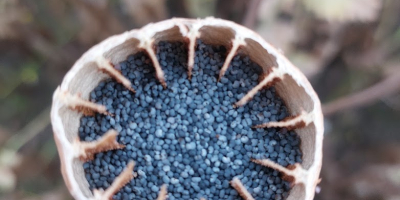 Niederländischer blauer Mohn aus dem friesischen Wattenmeer – Premiumqualität
