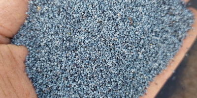 Niederländischer blauer Mohn aus dem friesischen Wattenmeer – Premiumqualität