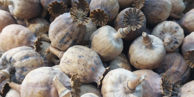 Niederländischer blauer Mohn aus dem friesischen Wattenmeer – Premiumqualität