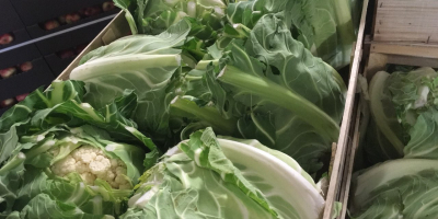 Cauliflower, 6 pcs. Carton / box, attractive price, pickup