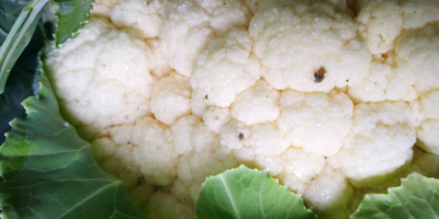 Cauliflower, 6 pcs. Carton / box, attractive price, pickup