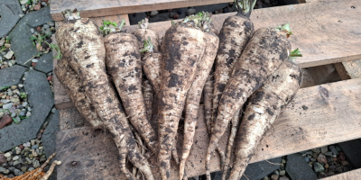 Petrezselymet árulok. További információért kérjük, hívja a [telefonszám] számot.