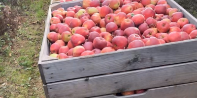 Wir haben viele Apfel- und Birnensorten: Red Jonaprince, Mutsu,