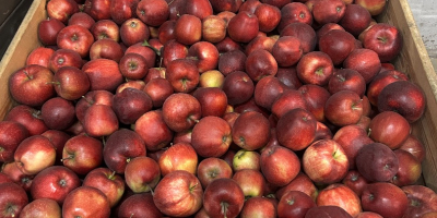 Wir haben viele Apfel- und Birnensorten: Red Jonaprince, Mutsu,