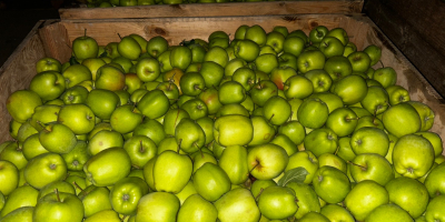Wir haben viele Apfel- und Birnensorten: Red Jonaprince, Mutsu,