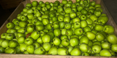 Wir haben viele Apfel- und Birnensorten: Red Jonaprince, Mutsu,