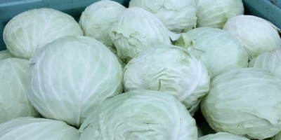 Varză albă mare sau varză murată ideală pentru industriile