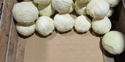 I am selling wholesale quantities of white cabbage for