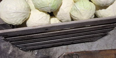 I am selling wholesale quantities of white cabbage for