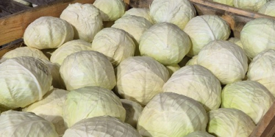I am selling wholesale quantities of white cabbage for