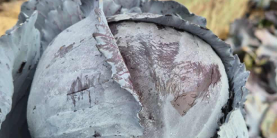 I am selling wholesale quantities of white cabbage for