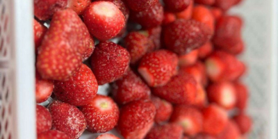 Fragole congelate - origine Romania