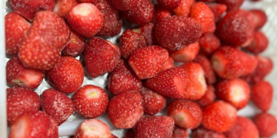 Fragole congelate - origine Romania