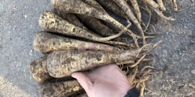 Paszternák - 2025-ös termés, 200 tonna. Friss paszternákokat kínálunk