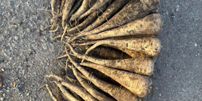 Paszternák - 2025-ös termés, 200 tonna. Friss paszternákokat kínálunk