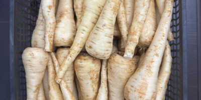 Paszternák - 2025-ös termés, 200 tonna. Friss paszternákokat kínálunk