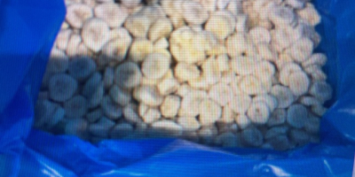 Bananen, gefrorene Bio-Bananen in 10 mm dicken Scheiben. Verpackt