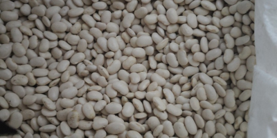 Hallo, wir verkaufen Zwerg-Jackbohnen. Die Bohnen sind schön und