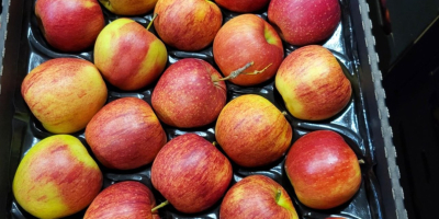 Golden, Prince, Gala, Champion, Idared. Großhandelslieferung per LKW, offen