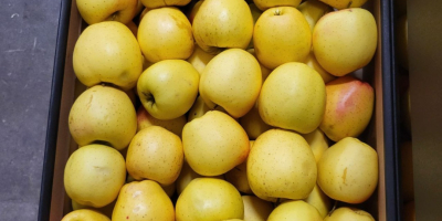 Golden, Prince, Gala, Champion, Idared. Großhandelslieferung per LKW, offen