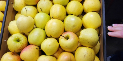 Golden, Prince, Gala, Champion, Idared. Großhandelslieferung per LKW, offen