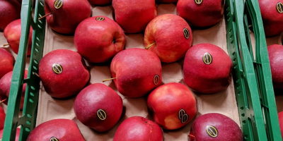 Golden, Prince, Gala, Champion, Idared. Großhandelslieferung per LKW, offen
