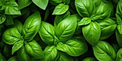 Busuioc genovez și mov din Georgia. Suntem o fermă