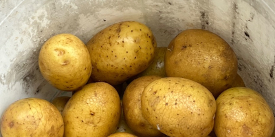 Продавам ядливи картофи от следните сортове: GALA, QUENN ANNA,