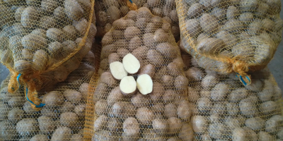 Vendo patate, varietà SUNITA, sacchi di rete legati a