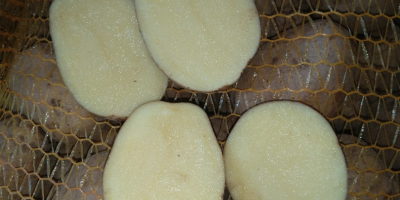 Vendo patate, varietà SUNITA, sacchi di rete legati a