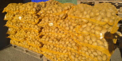 Vendo patate, varietà SUNITA, sacchi di rete legati a