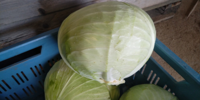 I am selling white cabbage, Ancoma variety, head 2-4