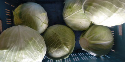 I am selling white cabbage, Ancoma variety, head 2-4