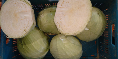 I am selling white cabbage, Ancoma variety, head 2-4