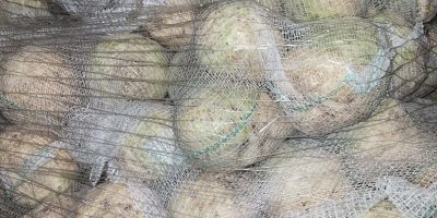 Sedano in vendita, calibro 0,4-1,3 kg. Qualità commerciale. Per