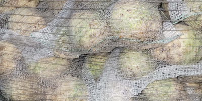 Sedano in vendita, calibro 0,4-1,3 kg. Qualità commerciale. Per