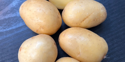 Vendo patate novelle, varietà Queen Anna, calibro 20-45. Sono